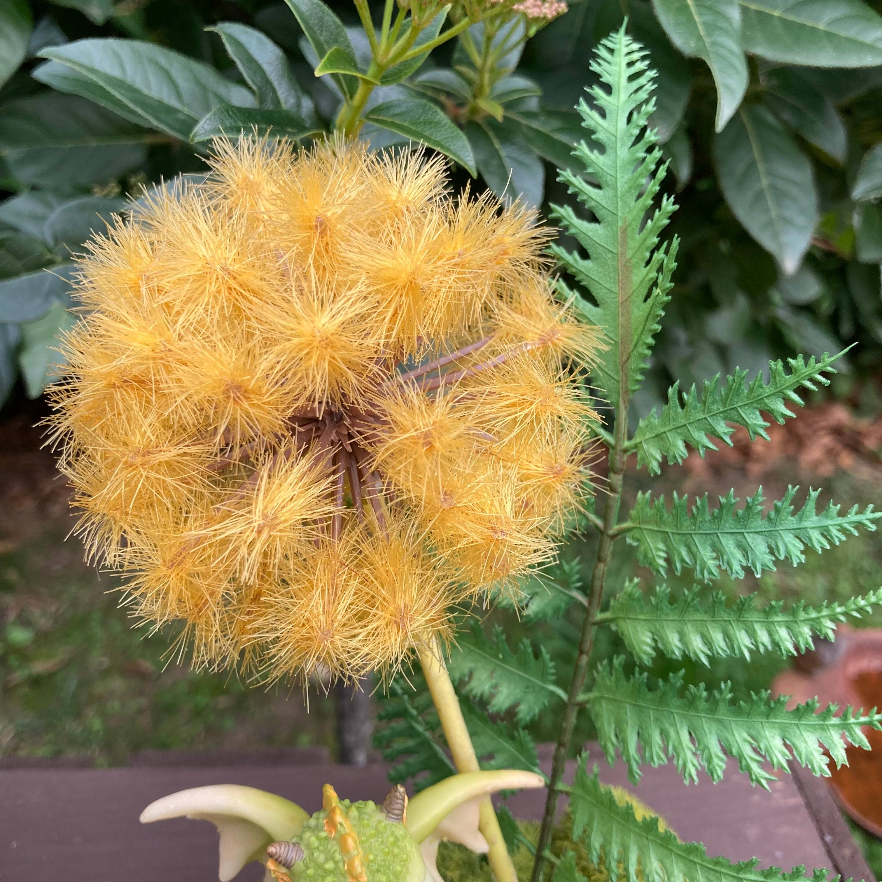 Vitrine 270f1eb6e36701c329c06ef5d0c1a5a1.jpg