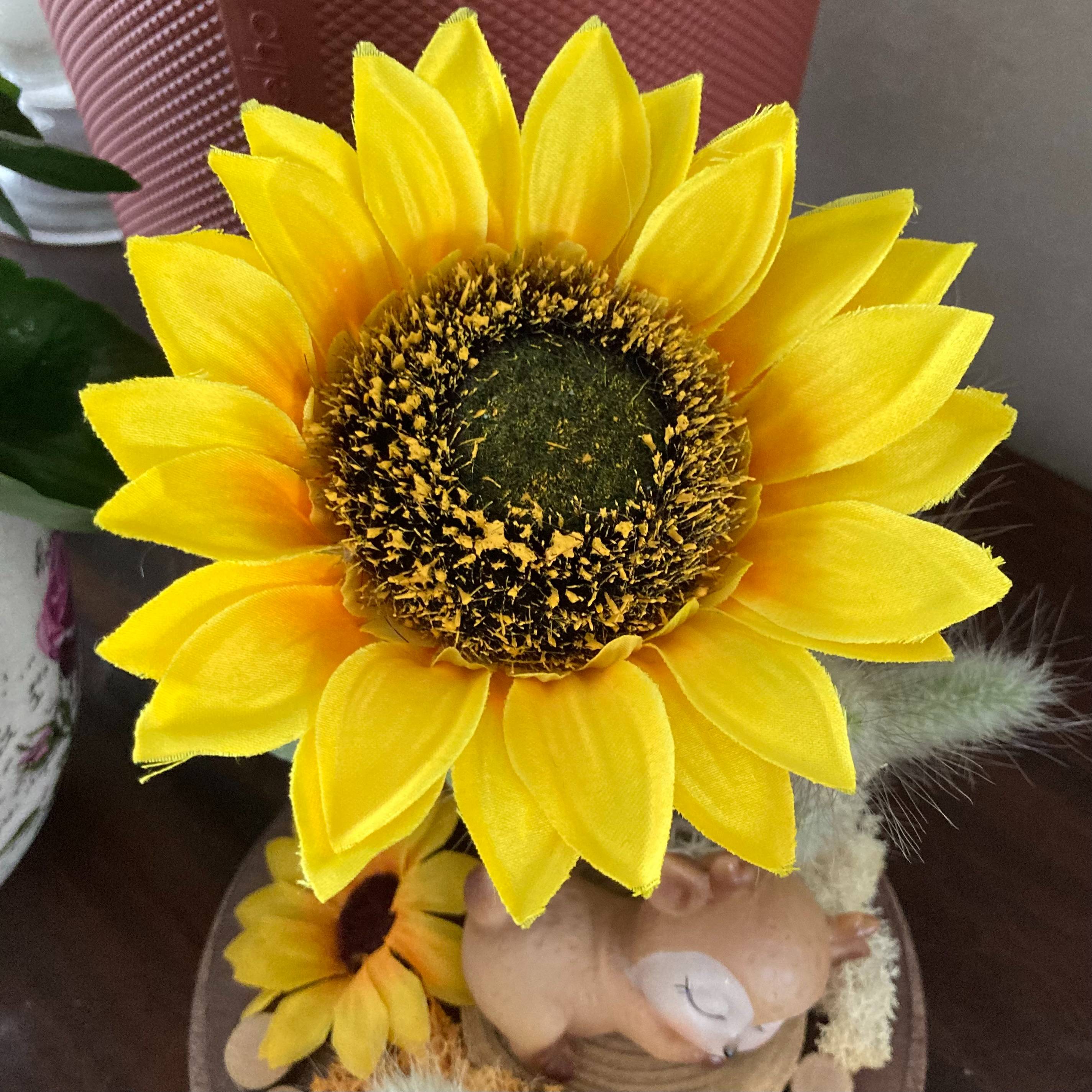 Vitrine ffeeb87a1702e6a79cccb06ca05a09fe.jpg